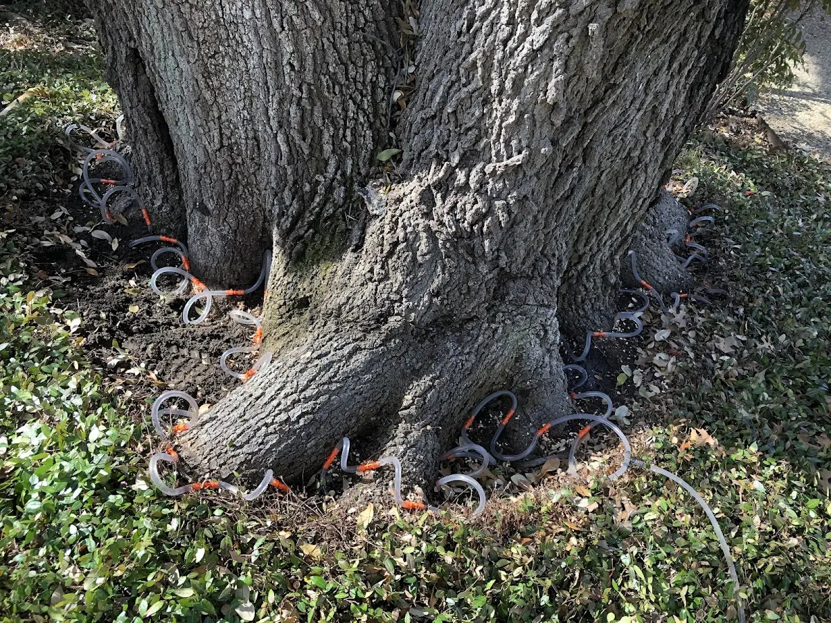 Detailed Tree Cabling and Bracing job site in Fort Campbell