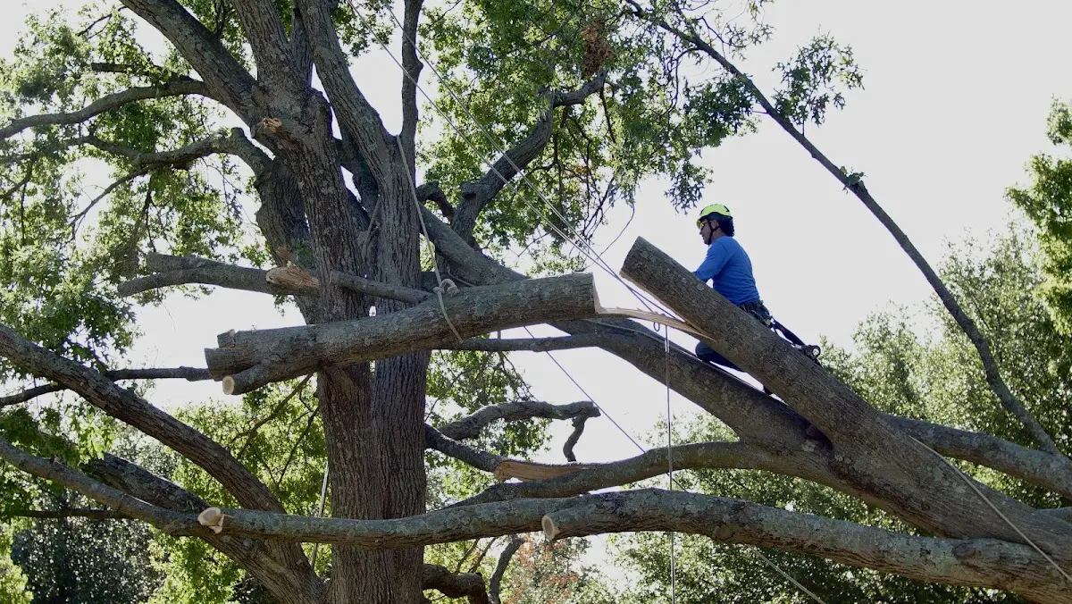 Professional Crown Thinning performed by certified arborists in Fort Campbell