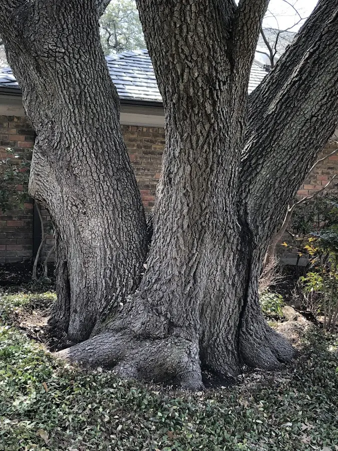Mature heritage tree close to a Fort Campbell property cared for by certified arborists